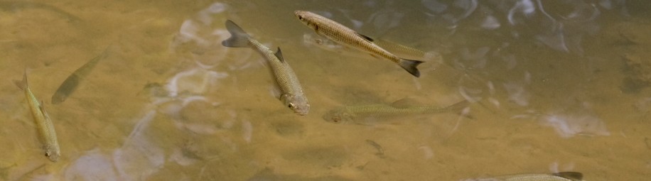 Das Bild zeigt Fische im Wasser vom Ufer aus gesehen.